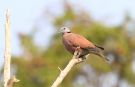 Red Turtle-dove (Streptopelia tranquebarica), Thailand 11th of February 2019 Photo: Frits Rost