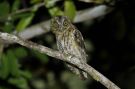 Black-capped Screech Owl, Brazil 10th of February 2019 Photo: Erling Krabbe