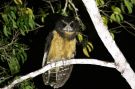 Tawny-browed Owl, Brasilien 10. februar 2019 Foto: Erling Krabbe