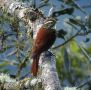 Pearled Treerunner (Margarornis squaniger), Peru 18th of November 2017 Photo: Klaus Malling Olsen