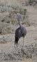 Blue crane, Namibia 13th of February 2019 Photo: Steen Egholm Engelbøl