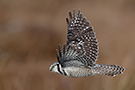 Northern Hawk-owl, Sweden 19th of January 2019 Photo: Helge Sørensen