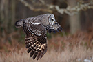 Great Grey Owl, Sweden 24th of January 2019 Photo: Helge Sørensen