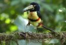 Collared Aracari (Pteroglossus torquatus), Costa Rica 18th of December 2018 Photo: Klaus Malling Olsen