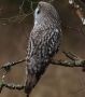 Great Grey Owl, Sweden 15th of March 2019 Photo: Ronny Hans Ingemar Svensson