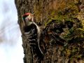 Lesser Spotted Woodpecker, Denmark 11th of March 2019 Photo: Niels Jørgen Hamann Andersen