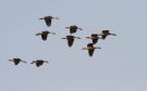 Lesser Whistling Duck (Dendrocygna javanica), Oman 26th of February 2019 Photo: Anders Odd Wulff Nielsen