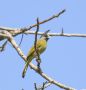 Crested Finchbill (Spizixos canifrons), Thailand 19th of February 2019 Photo: Frits Rost