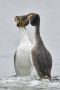 Great Crested Grebe, pingvindans., Denmark 23rd of March 2019 Photo: John Larsen