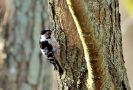 Lesser Spotted Woodpecker, Denmark 11th of March 2019 Photo: Niels Jørgen Hamann Andersen
