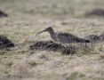 Eurasian Curlew, Sweden 14th of April 2019 Photo: Klaus Dichmann