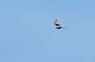 Black-winged Kite, Blå glente i Reservatet, Danmarks 15. fund, Denmark 21st of April 2019 Photo: Anders Wiig Nielsen