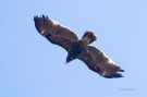 Greater Spotted Eagle, Denmark 19th of April 2019 Photo: Henrik Pedersen