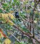 Lesser Racquet-tailed Drongo (Dicrurus remifer), Thailand 16th of February 2019 Photo: Frits Rost