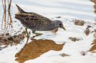 Spotted Crake, Spain 6th of April 2019 Photo: Keith Fox