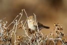 Afrikansk Ørkensanger, African Desert Warbler, Marokko 19. marts 2019 Foto: Rainer Christian Ertel