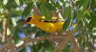 African golden oriole, Namibia 15th of February 2019 Photo: Steen Egholm Engelbøl