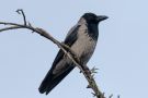 Hooded Crow, Denmark 1st of February 2019 Photo: Carl Bohn