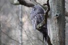 Great Grey Owl, ...i profil, Sweden 29th of March 2019 Photo: Steen E. Jensen