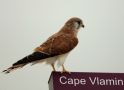 Nankeen Kestrel; Falco cenchroides, Australia 6th of March 2019 Photo: Jakob Ugelvig Christiansen