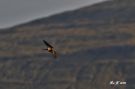 Red-rumped Swallow, Third record for the Faroe Island. Ssp. <i>rufula</i>?, Faeroes Islands 27th of April 2019 Photo: Rodmund á Kelduni