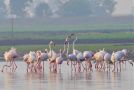 Stor Flamingo, Stor Flamingo - (Phoenicopterus roseus) - Greater Flamingo, Indien 15. januar 2019 Foto: Paul Patrick Cullen