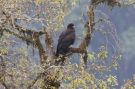 Black Eagle Ictinaetus malaiensis, Indien 22. april 2019 Foto: Thomas Garm Pedersen