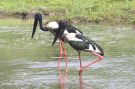 Black-necked Stork Ephippiorhynchus asiaticus, Indien 26. april 2019 Foto: Thomas Garm Pedersen
