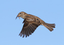 House Sparrow, Female, Denmark 23rd of May 2019 Photo: Hans Henrik Larsen