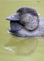 Musk Duck; Biziura lobata; male, Australien 23. marts 2019 Foto: Jakob Ugelvig Christiansen