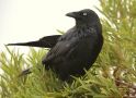 Australian Raven; Corvus coronoides ssp. perplexus, Australien 8. marts 2019 Foto: Jakob Ugelvig Christiansen