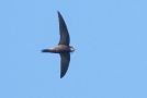 Pallid Swift, Med redemateriale, Portugal 1st of May 2019 Photo: Torkild Kristensen