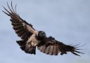 Hooded Crow, Denmark 20th of June 2019 Photo: Per Schans Christensen