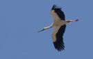 Oriental Stork (Ciconia boyciana), Kina 7. maj 2019 Foto: Klaus Malling Olsen