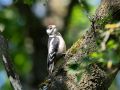 Great Spotted Woodpecker, Denmark 22nd ? 2019 Photo: Lars Birk