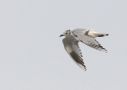 Saunder´s Gull (Saundersilarus saundersi), China 10th of May 2019 Photo: Klaus Malling Olsen
