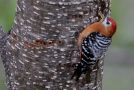 Rufous-bellied Woodpecker Dendrocopos hyperythrus, Indien 17. april 2019 Foto: Thomas Garm Pedersen