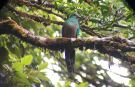 Resplendent-Quetzal - Female, Costa Rica 10th of March 2019 Photo: Carl Bohn