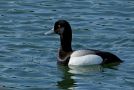 Greater Scaup, Denmark 20th of May 2019 Photo: Gisela Nagel