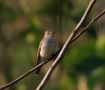 Asian Brown Flycatcher, Asian Brown Flycatcher (Muscicapa dauurica), Thailand 12th of February 2019 Photo: Frits Rost