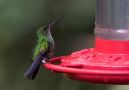 Kobberisset Smaragd, Elvira cupreiceps, Copper-neaded Hummingbird.   FEMALE, Costa Rica 10th of March 2019 Photo: Carl Bohn