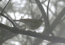 Hartert´s Leaf Warbler (Phylloscopus goodsonii), Kina 13. maj 2019 Foto: Klaus Malling Olsen