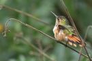 Scintillant Hummingbird (Selasphorus scintilla), Costa Rica 14th of December 2018 Photo: Klaus Malling Olsen