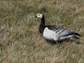 Barnacle Goose, Denmark 9th of March 2019 Photo: Per Boye Svensson