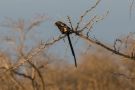 Magpie Shrike, Sydafrika 3. november 2018 Foto: Carl Bohn