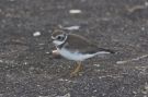 Semipalmated Plover, Barbados 14th of February 2019 Photo: Erik Groth-Andersen