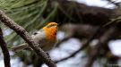 The only nearctic endemic bird family (monotype), USA 24. april 2017 Foto: Oz Horine