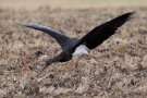 Black Stork, Rød pil peger på forgæves flygtende mus!, Denmark 27th of August 2019 Photo: Steen E. Jensen
