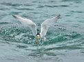 Little Tern, Adult  fiskende, Scotland 11th of July 2019 Photo: Eva Foss Henriksen