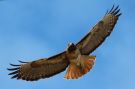 Red-tailed Hawk (Buteo jamaicensis), USA 2. april 2013 Foto: Thomas Garm Pedersen